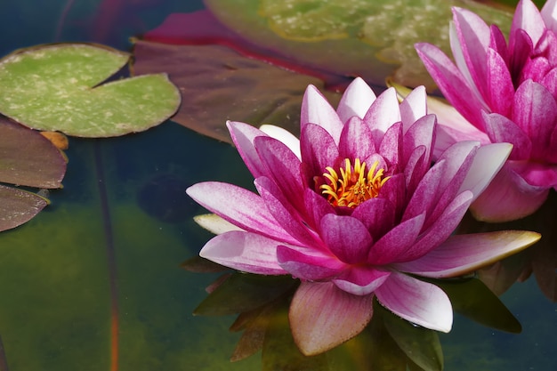 Photo beautiful lotus in the pond