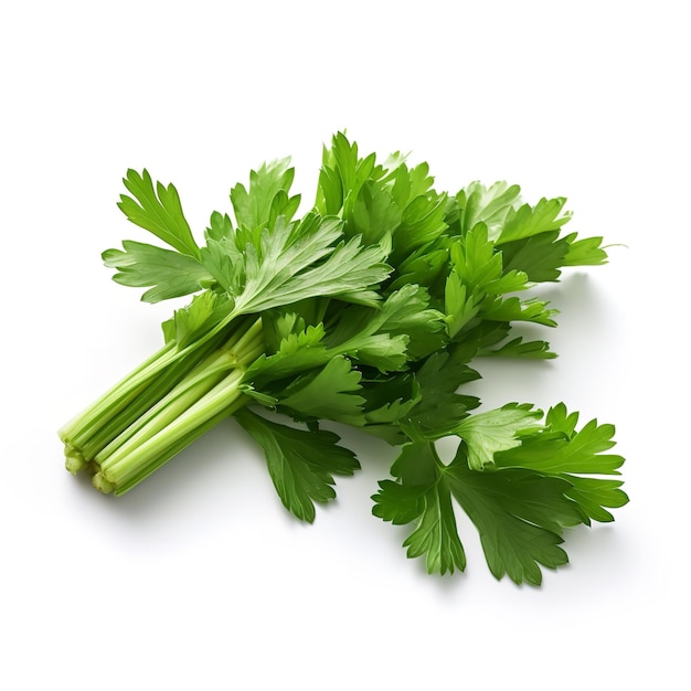 Beautiful Lovage isolated on white background