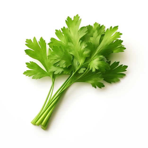 Beautiful Lovage isolated on white background