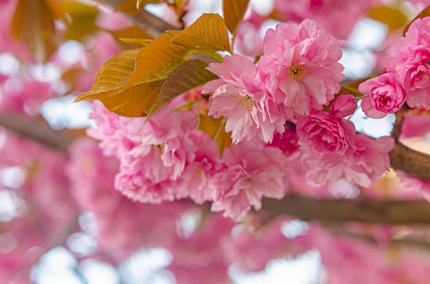 Beautiful lush flowering sakura tree. Pink fluffy flowers.