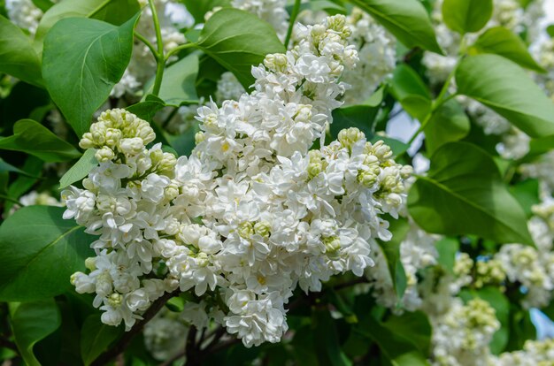 Beautiful Lush fresh bunch of white lilac on a bush in the garden . Garden bush, spring flowering, fresh aroma.