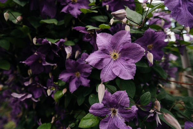 A beautiful, lush purple clematis Bush grows in the garden. Floristic