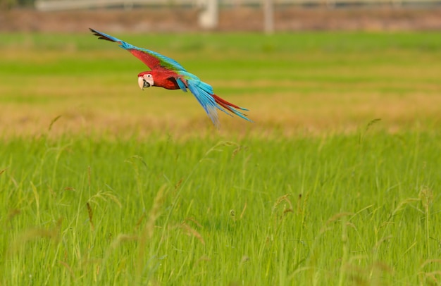 Beautiful Macaw bird flying action in the field