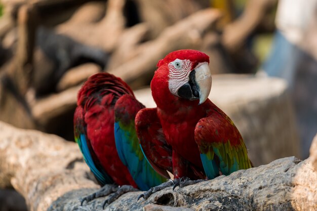 Beautiful macaw parrots clsoe up