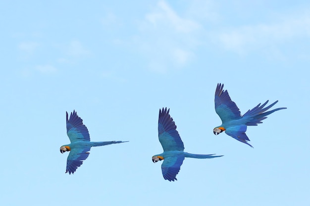 Beautiful Macaw parrots flying in the sky Free flying bird