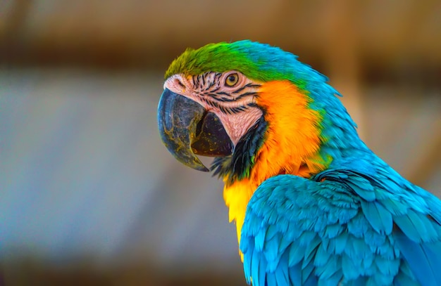 Beautiful macaw