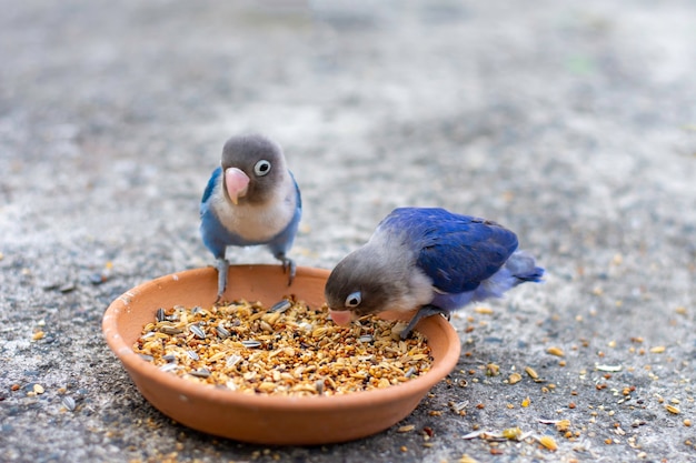 Beautiful macore Parrot bird parrot standing on a plate with food