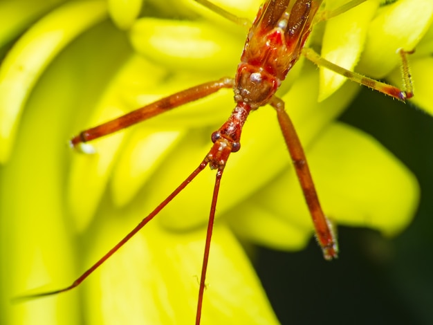 beautiful macro  Assassin Bug Nymph assassin bugs on yellow flower on Black background