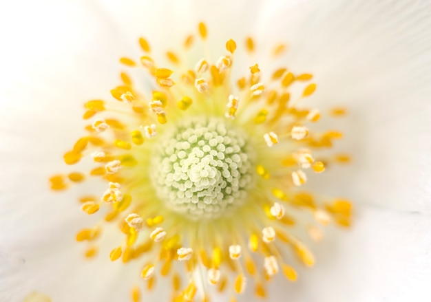 Photo beautiful macro photo of a flower and yellow stamens with selective focus.