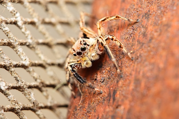 Beautiful macro photography of jumping spider on the rusty iron