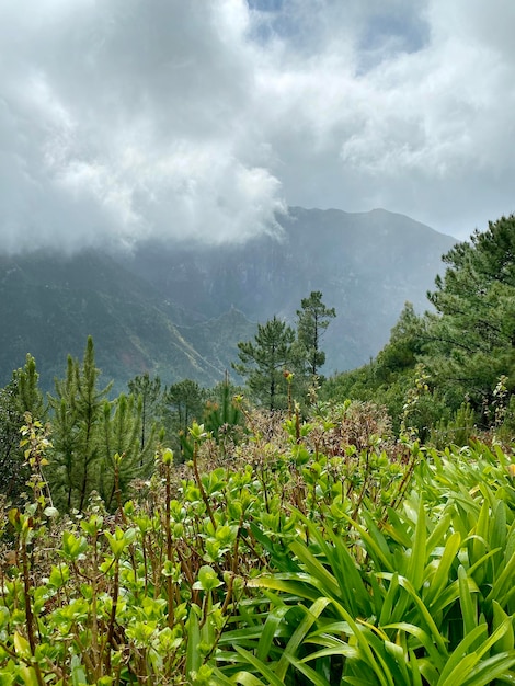 Beautiful Madeira landscape