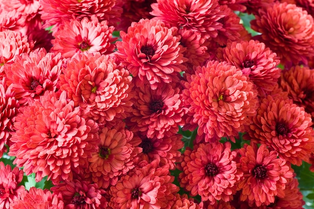 Beautiful magenta chrysanthemum flower (autumn vivid background)