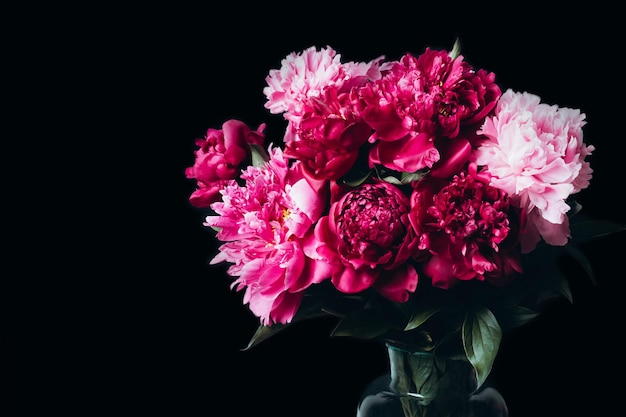 Beautiful magenta peonies flowers bouquet in glass vase on black background Soft focus front view