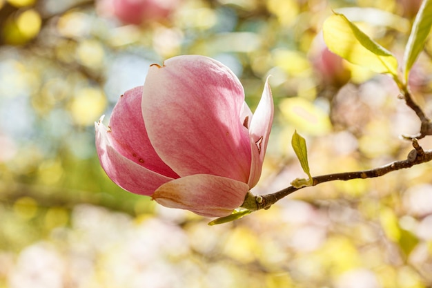 beautiful magnolia bloom against the blue sky closeup