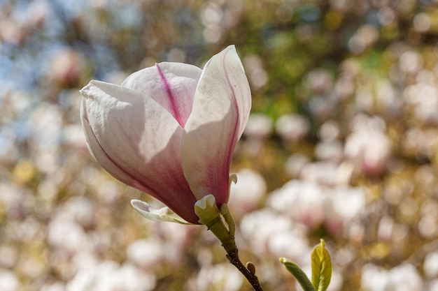 beautiful magnolia bloom against the blue sky closeup