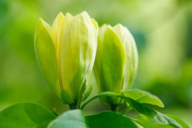 Beautiful magnolia branch during yellow flowering