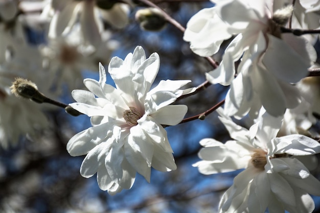 Beautiful magnolia flowers on sunny morning light and blue sky selective focus