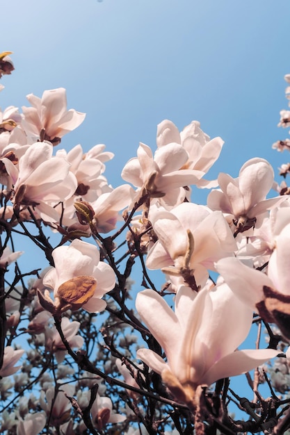 Beautiful magnolia tree blossoms in springtime Jentle white magnolia flower against sunset light Romantic floral backgroundxA