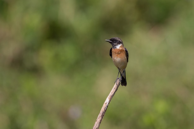 Beautiful male Eastern Stonechat