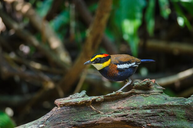 Beautiful male of Malayan Banded Pitta ( Hydrornis irena)