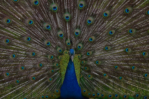 Beautiful male peacock in a grassland