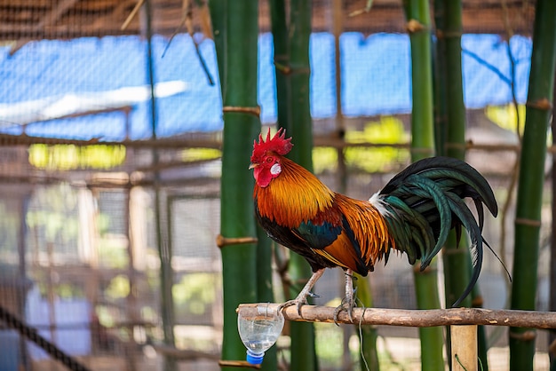 Beautiful male Rooster and hen