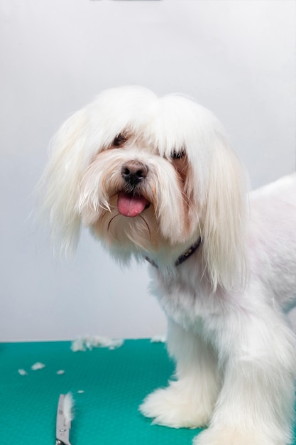 Beautiful Maltese toy dog on table in grooming salon