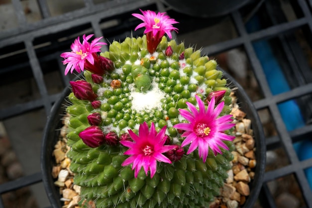 Beautiful mammillaria cactus pink flower in a pot