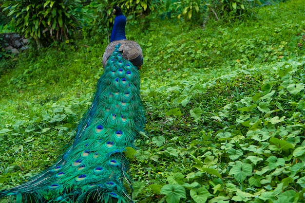 A beautiful manicured peacock walks in a green bird park.