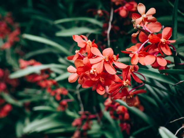 Beautiful many orchid flower in the garden