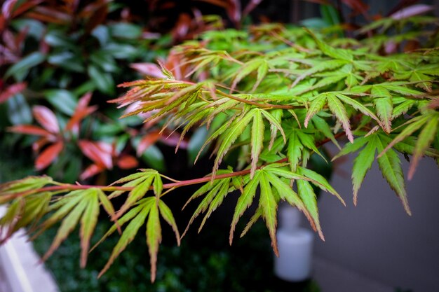 Photo the beautiful maple autumn leaves in the japan