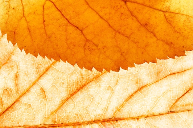 Beautiful maple leaf closeup