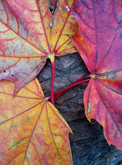 beautiful maple leaves autumn background