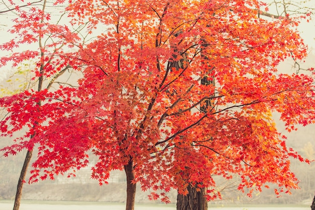 Beautiful maple leaves in autumn, beautiful autumn leave background