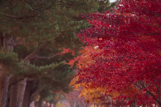 Beautiful maple leaves in autumn, beautiful autumn leave background