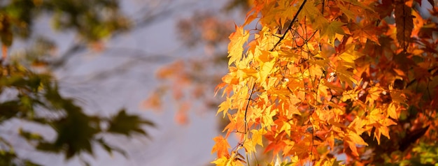 Beautiful maple leaves in autumn sunny day in foreground and blurry background in Kyushu Japan No people close up copy space macro shot