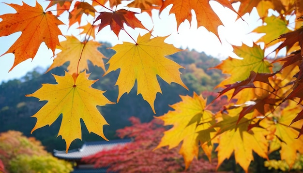 Beautiful maple leaves in autumn sunny day in foreground and blurry background