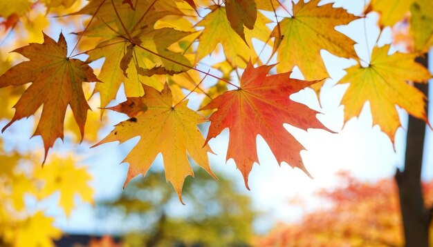 Beautiful maple leaves in autumn sunny day in foreground and blurry background