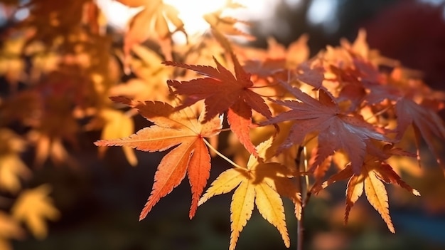 beautiful maple leaves in autumn sunny day