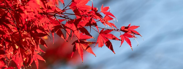 Beautiful maple leaves on the tree in autumn season