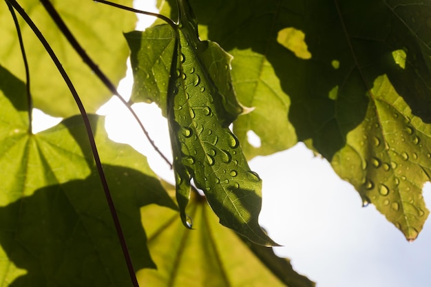 Beautiful maple leaves with water drops on the background of the sky and the sun