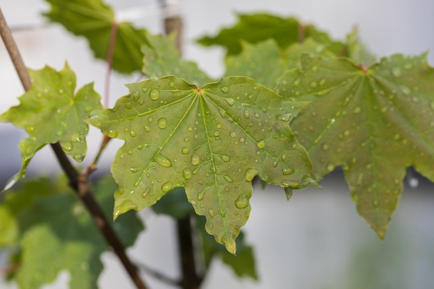 Beautiful maple leaves with water drops