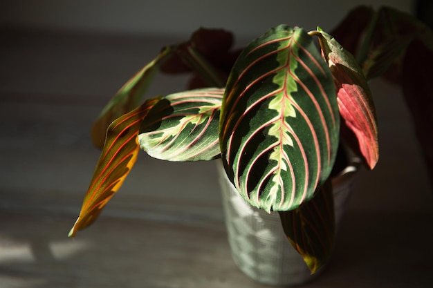 Beautiful maranta leaves with an ornament on a grey background closeup Maranthaceae family is unpretentious plant Copy space Growing potted house plants green home decor care and cultivation