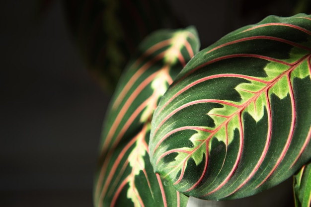 Beautiful maranta leaves with an ornament on a grey background closeup Maranthaceae family is unpretentious plant Copy space Growing potted house plants green home decor care and cultivation