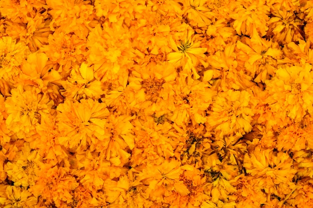 Beautiful Marigold (Calendula officinalis) for flower background or texture