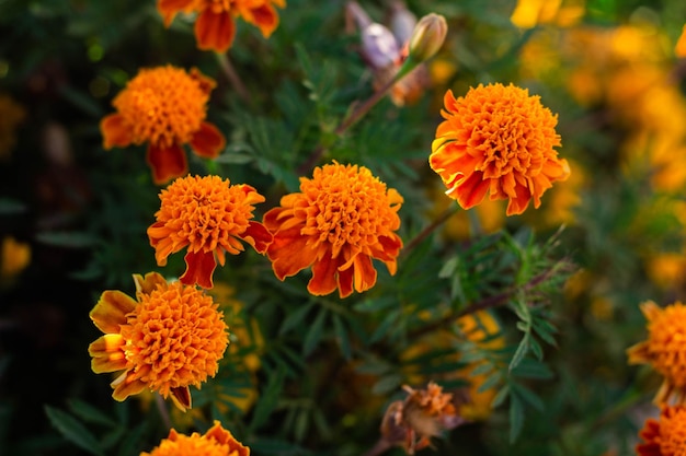 Beautiful Marigold flower in the garden