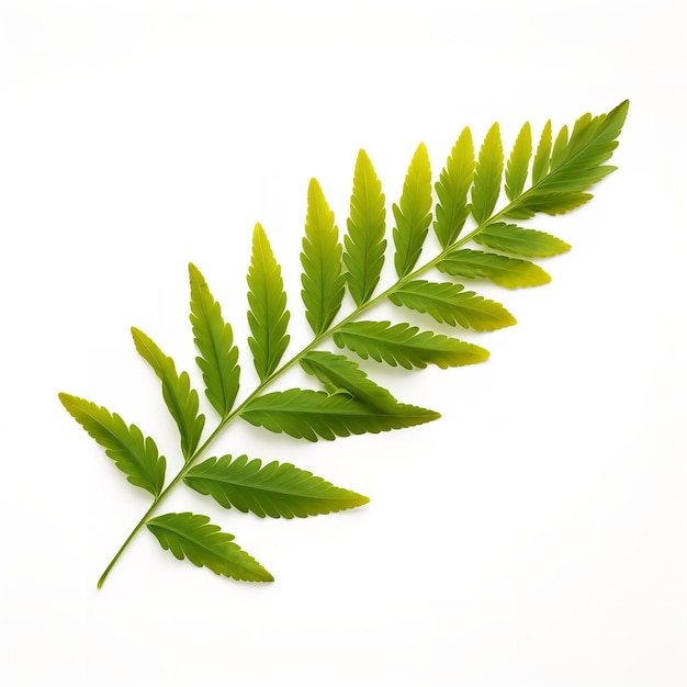 Beautiful Marigold Leaf isolated on white background