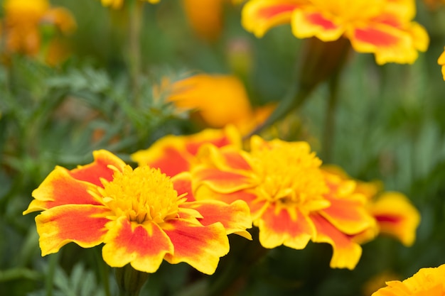 Beautiful marigolds flowers bloom in the garden nature.. (Tagetes erecta, Mexican marigold, African marigold)