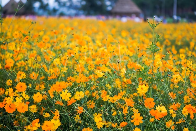 Beautiful of Maxican sunflowers and Cosmos flowers