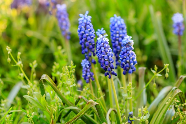 Beautiful meadow Bright blue blossoms of Armenian muskari